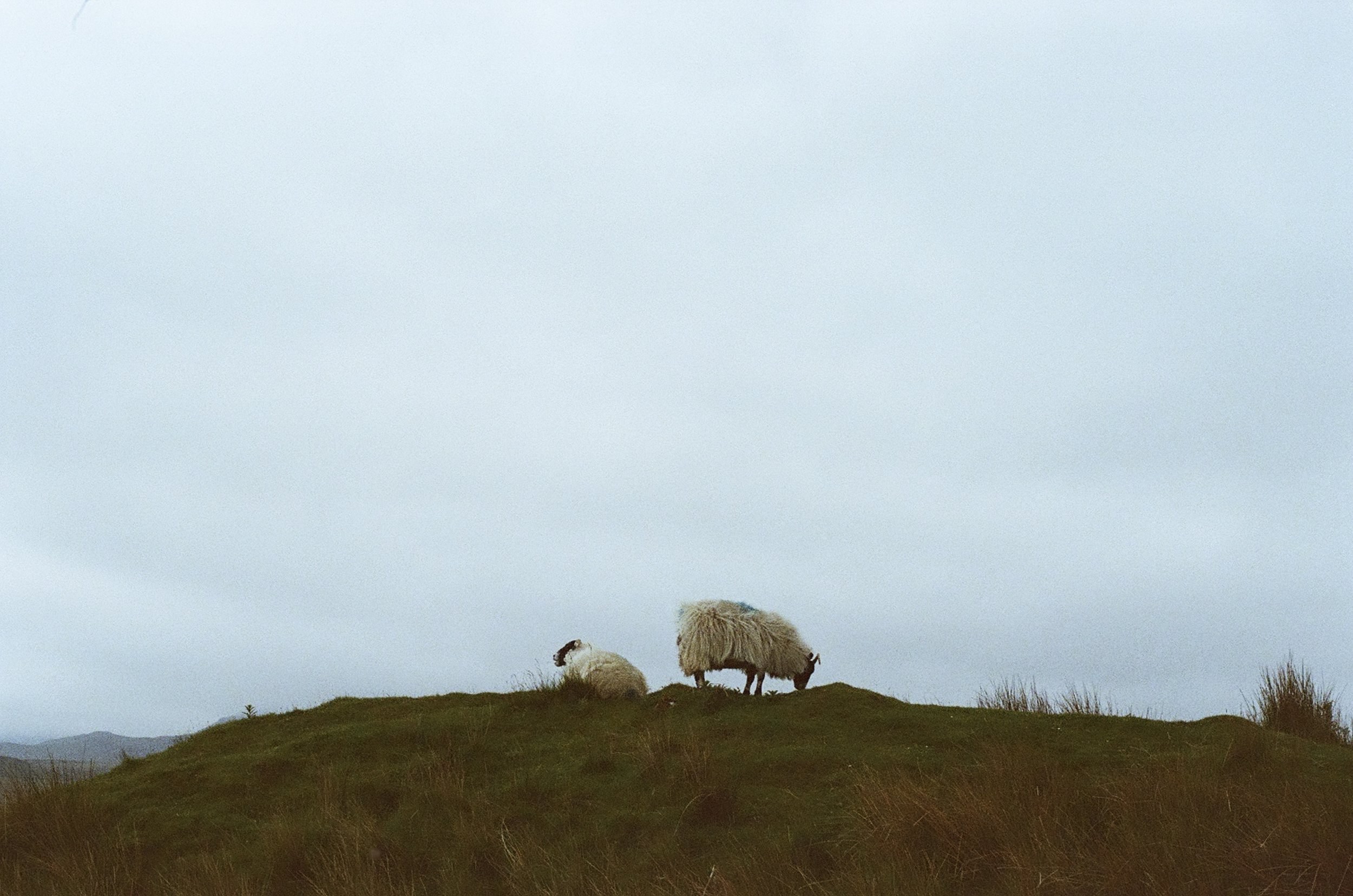 Sheep grazing on cloudy day in Skye on film by Arsalan Kamal