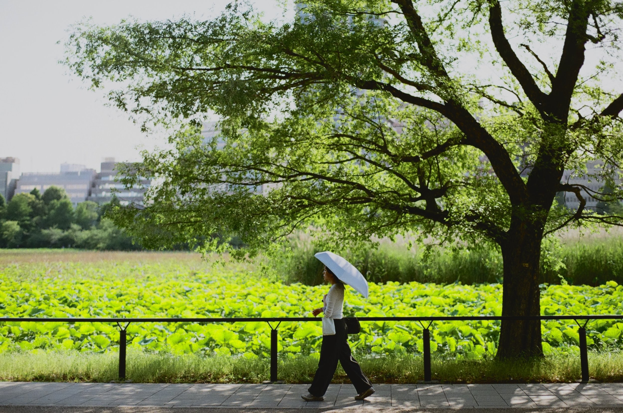 A day in the park (Pentax LX, 50mm f/1.4)